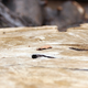 Image for article titled Wood Shooting Challenge